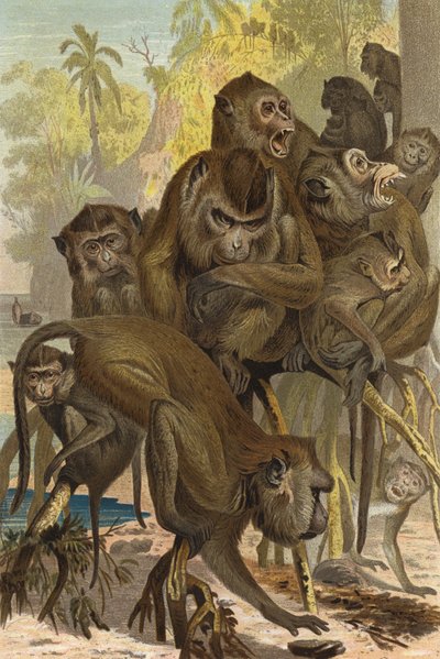 Macaco da European School